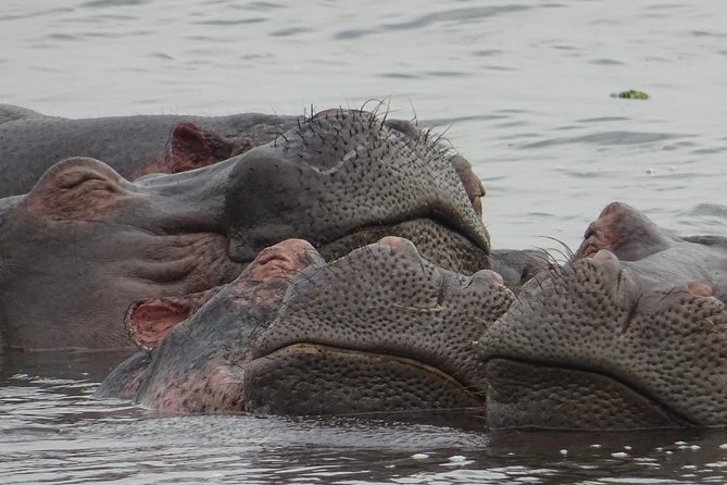 12 Days Memorable Experience tour in Uganda - Kidepo Valley’s long road and rewarding safari