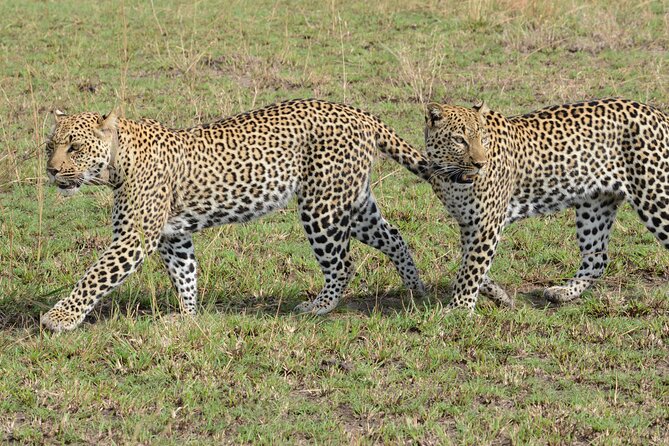 13 Day Uganda Safari with Gorillas, Chimps & Tree climbing lions - Why this Uganda route works so well