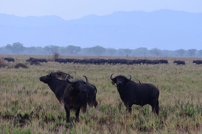 13 Day Uganda Safari with Gorillas, Chimps & Tree climbing lions - Days 6 to 9: Queen Elizabeth, Kazinga Channel, and Ishasha lions