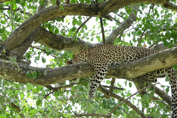 13 Day Uganda Safari with Gorillas, Chimps & Tree climbing lions - Days 10 and 11: Bwindi and the gorilla trek