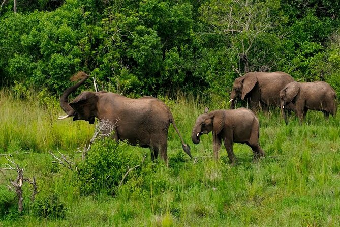 13 Day Uganda Safari with Gorillas, Chimps & Tree climbing lions - Day 12: Lake Bunyonyi, then toward Lake Mburo
