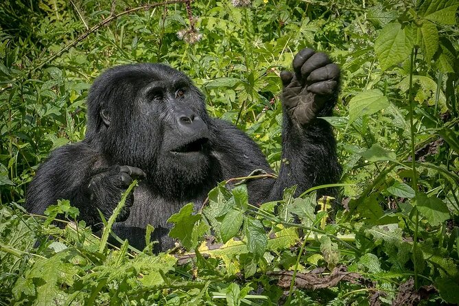 13 Day Uganda Safari with Gorillas, Chimps & Tree climbing lions - Day 13: Walking safari at Lake Mburo and the equator stop