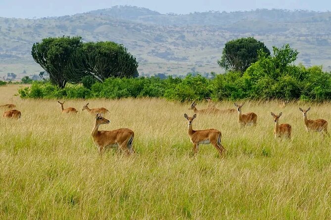 13 Day Uganda Safari with Gorillas, Chimps & Tree climbing lions - What the $5,500 price includes