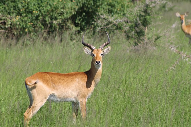 13-Day Wildlife Adventure Trip to the Pearl of Africa - What $5,000 covers, and what it means