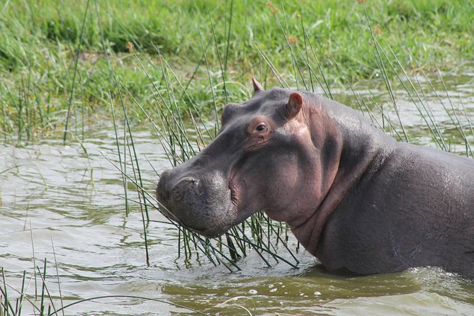 13-Day Wildlife Adventure Trip to the Pearl of Africa - Day 4: The long, scenic transfer to Kibale