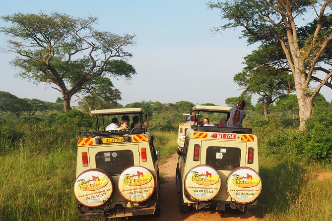 13-Day Wildlife Adventure Trip to the Pearl of Africa - Day 5: A rare full day with Kibale’s chimpanzees