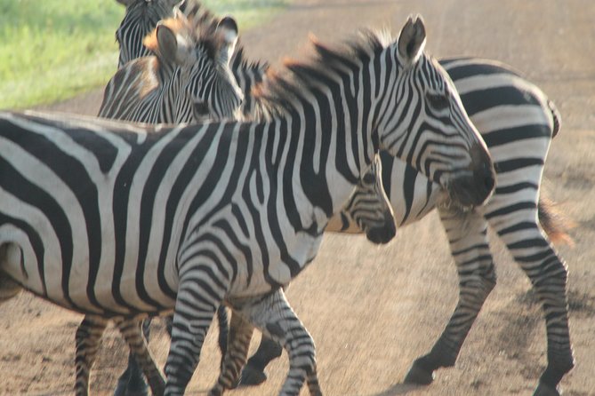 13-Day Wildlife Adventure Trip to the Pearl of Africa - Day 10: The central experience, gorilla trekking in Bwindi