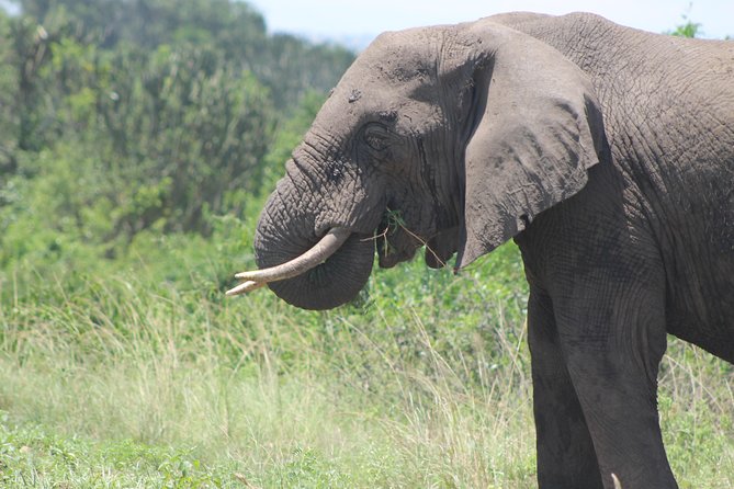 13-Day Wildlife Adventure Trip to the Pearl of Africa - Day 1: Easy arrival in Entebbe and Kampala