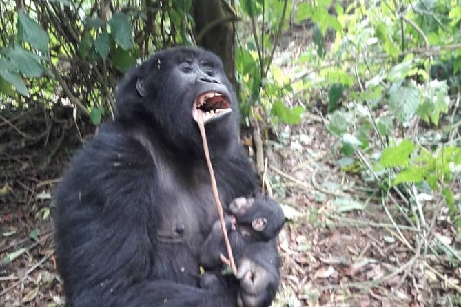 13 Days Private tour to discover Uganda's Best Safari - Key reasons this Uganda safari deserves a close look