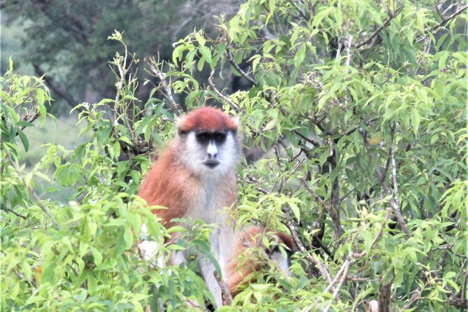 13 Days Private tour to discover Uganda's Best Safari - Day 1: A simple arrival in Entebbe