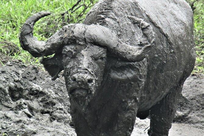 13 Days Private tour to discover Uganda's Best Safari - Day 4: A long road through western Uganda