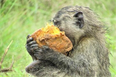 13 Days Private tour to discover Uganda’s Best Safari