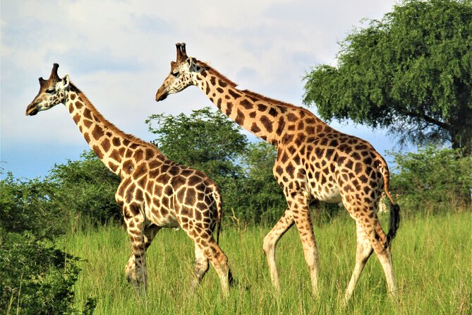 13 Days Private tour to discover Uganda's Best Safari - Day 7: Game drives and the Kazinga Channel