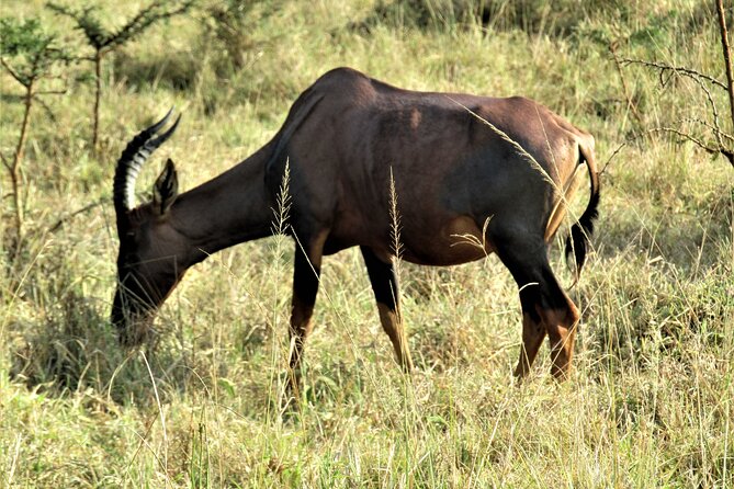 13 Days Private tour to discover Uganda's Best Safari - Day 8: From open grassland to Bwindi forest