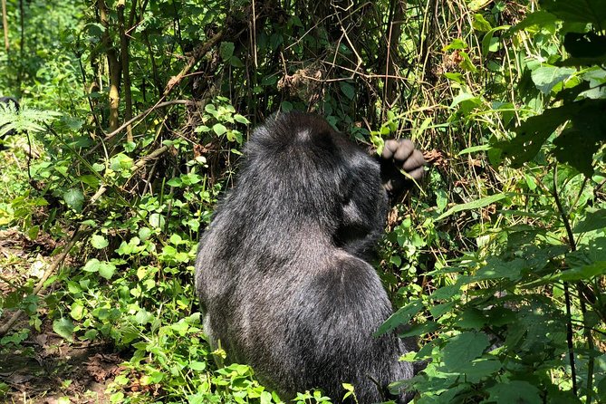 14 Day Pearl of Africa Uganda Classic Wildlife Safari - Arrival in Kampala and the Uganda Museum