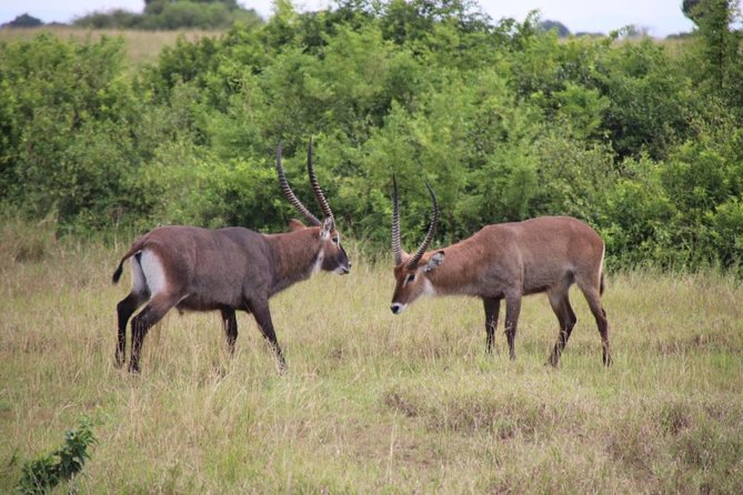 14 Day Pearl of Africa Uganda Classic Wildlife Safari - Bwindi gorilla trekking: the trip’s biggest day