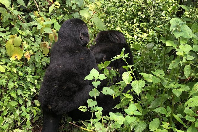 14 Day Pearl of Africa Uganda Classic Wildlife Safari - Kibale Forest and the chimpanzee trek