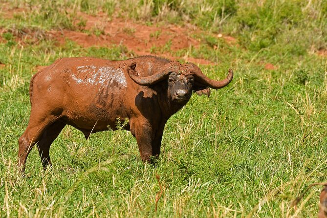 14 Days Uganda Rwanda Primate Tour - Day 5: Kasenyi Plains and the Kazinga Channel