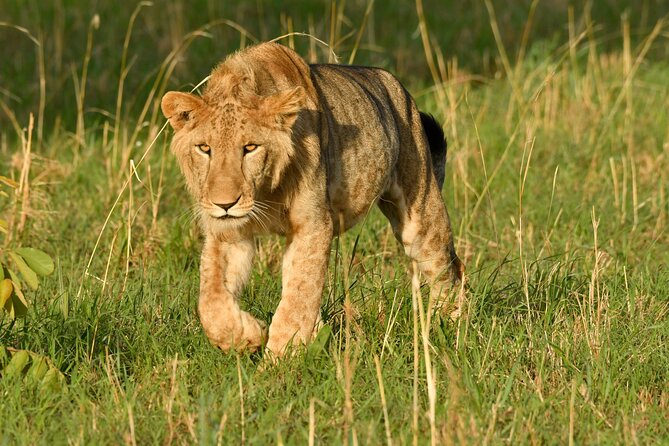 14 Days Uganda Rwanda Primate Tour - Days 11 to 13: Lake Kivu and Nyungwe Forest