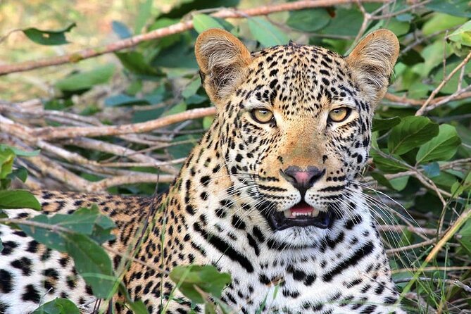 14 Days Uganda Safari Adventure, Gorilla Trekking and WildlifeTour - From Kampala to Ziwa Rhino Sanctuary