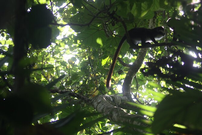 14 Days Uganda Safari Adventure, Gorilla Trekking and WildlifeTour - Queen Elizabeth and the Kazinga Channel