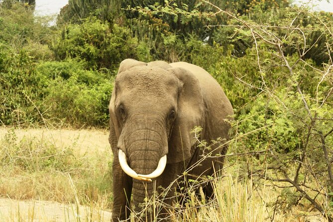 14 Days Uganda Safari Adventure, Gorilla Trekking and WildlifeTour - Kyambura Gorge and Ishasha’s tree-climbing lions
