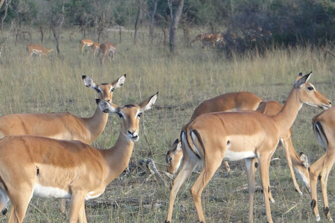 14 Days Uganda Safari Adventure, Gorilla Trekking and WildlifeTour - Echuya Forest and the southwestern highlands