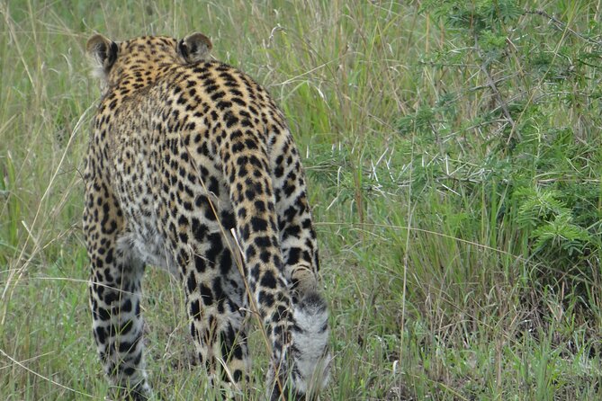 14 Days Uganda Safari Adventure, Gorilla Trekking and WildlifeTour - Golden monkeys at Mgahinga National Park