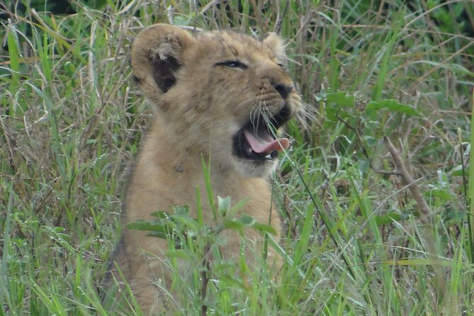 14 Days Uganda Safari Adventure, Gorilla Trekking and WildlifeTour - Gorilla trekking near Lake Bunyonyi