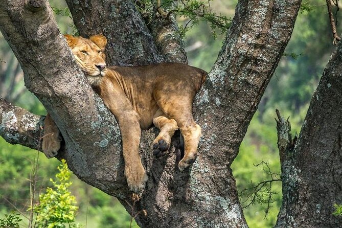 14 Days Uganda Safari Adventure, Gorilla Trekking and WildlifeTour - Tea farms and Kibale Forest primates