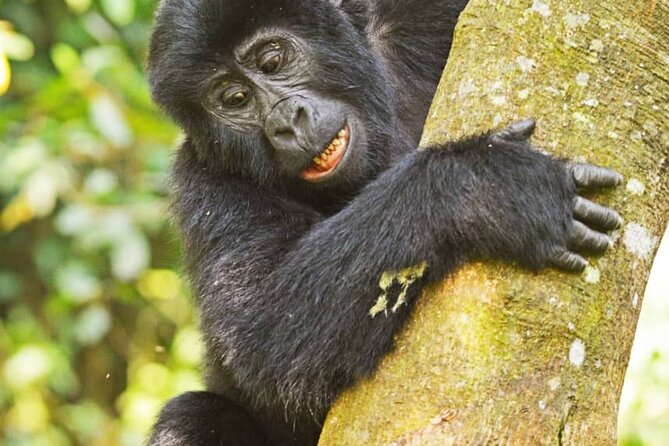 14 Days Uganda Wildlife and Primate Safari with Bigfive - The long transfer to Kibale Forest