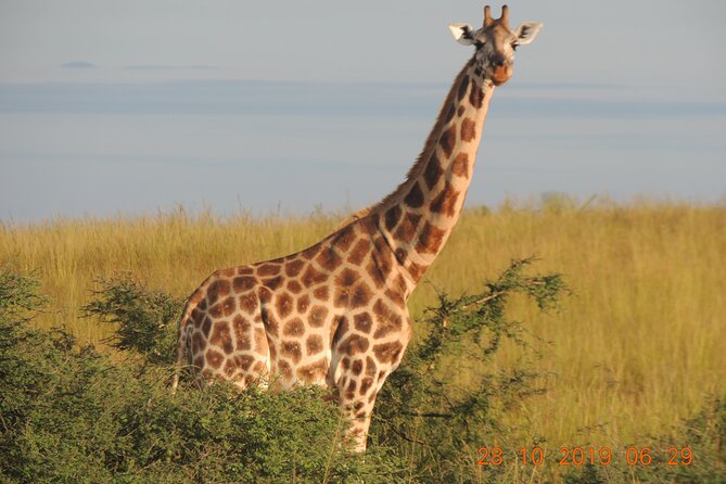14 Days Uganda Wildlife and Primate Safari with Bigfive - Chimpanzees and Bigodi Swamp