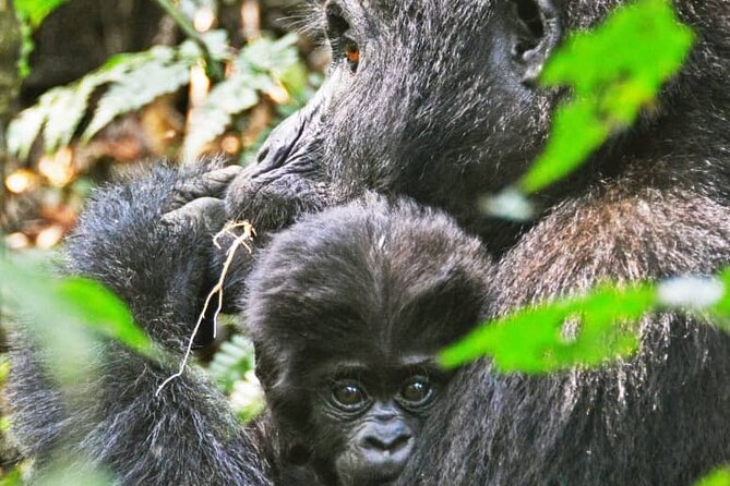 14 Days Uganda Wildlife and Primate Safari with Bigfive - Fort Portal’s crater lakes and Queen Elizabeth National Park