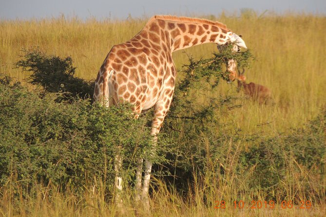 14 Days Uganda Wildlife and Primate Safari with Bigfive - Queen Elizabeth game drives and the Kazinga Channel