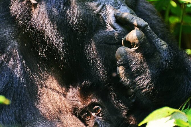 14 Days Uganda Wildlife and Primate Safari with Bigfive - Ishasha and the road to Bwindi