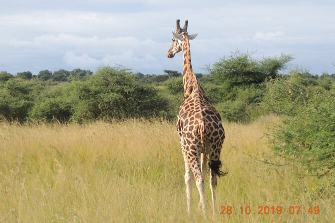 14 Days Uganda Wildlife and Primate Safari with Bigfive - Murchison Falls from sunrise to the Nile