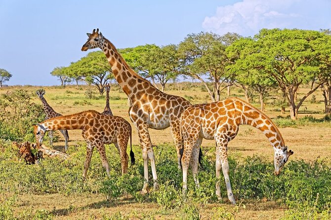 15-Day Gorilla and chimps Trekking, Big 5 and Nature Sighting Safari - Day 1: Entebbe arrival and Mabamba Swamp