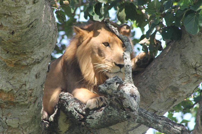 15-Day Gorilla and chimps Trekking, Big 5 and Nature Sighting Safari - Days 4 to 6: Forest primates around Kibale