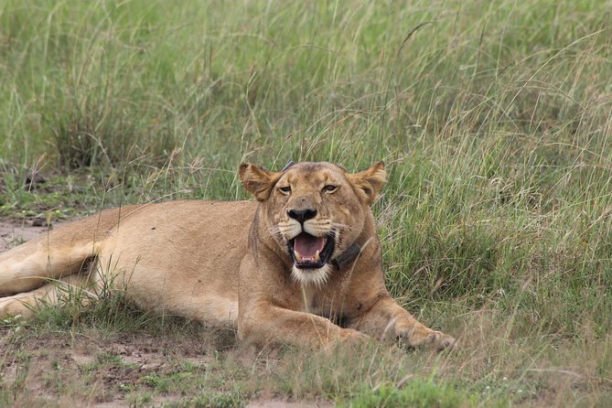 15-Day Gorilla and chimps Trekking, Big 5 and Nature Sighting Safari - Days 12 and 13: Batwa culture and Lake Bunyonyi