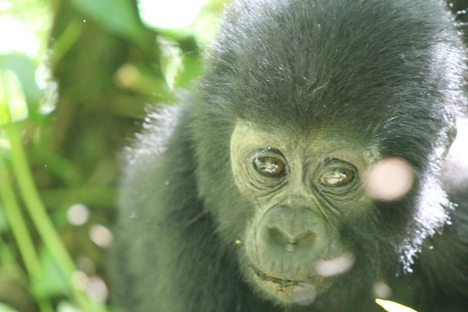 15-Day Gorilla and chimps Trekking, Big 5 and Nature Sighting Safari - Days 2 and 3: Rhino tracking and the roar of Murchison Falls