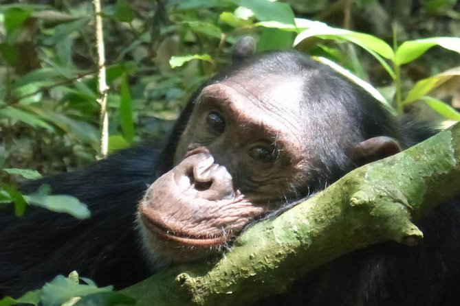 15 Day Gorillas, Chimps and Big 5 Safari Tour - Key points before you book