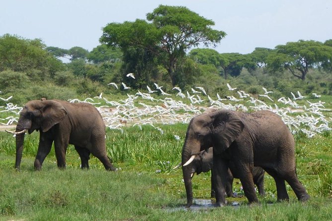 15 Day Gorillas, Chimps and Big 5 Safari Tour - What the $8,000 price really covers