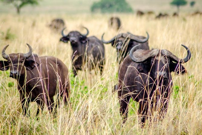 15 Day Gorillas, Chimps and Big 5 Safari Tour - Days 3 and 4: Semuliki’s hot springs and forest edge