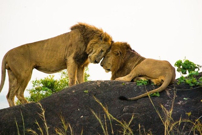 15 Day Gorillas, Chimps and Big 5 Safari Tour - Day 8: Ishasha’s famous tree-climbing lions