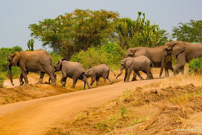 16-Day Photo Tour to Uganda and Tanzania - Rwenzori Communities And Queen Elizabeth Wildlife