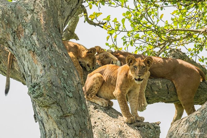 16-Day Photo Tour to Uganda and Tanzania - Three Days With Cameras For Girls