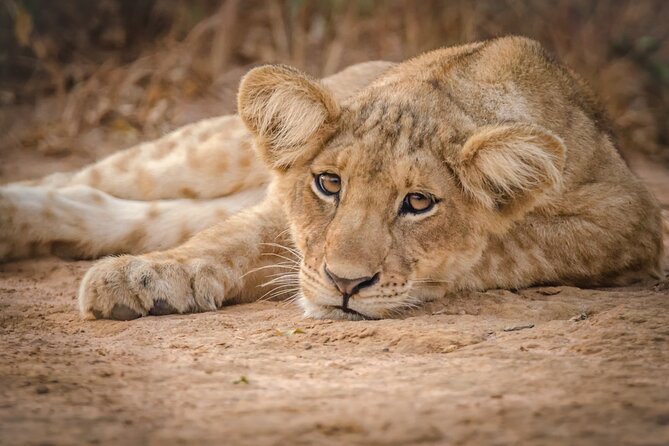 2 Day Guided Murchison Falls And Zziwa Rhino Trekking Safari - Key points at a glance