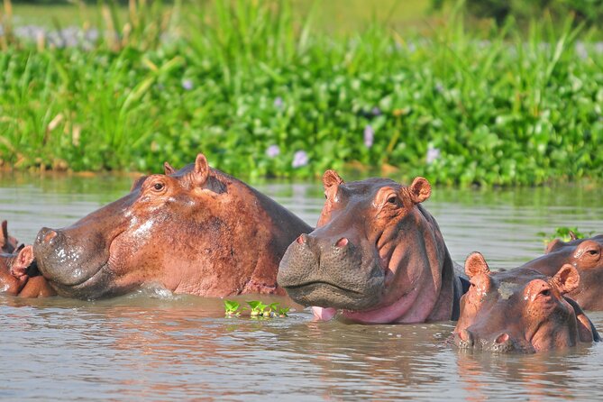 2 Day Guided Murchison Falls And Zziwa Rhino Trekking Safari - Hiking above the 45-meter waterfall