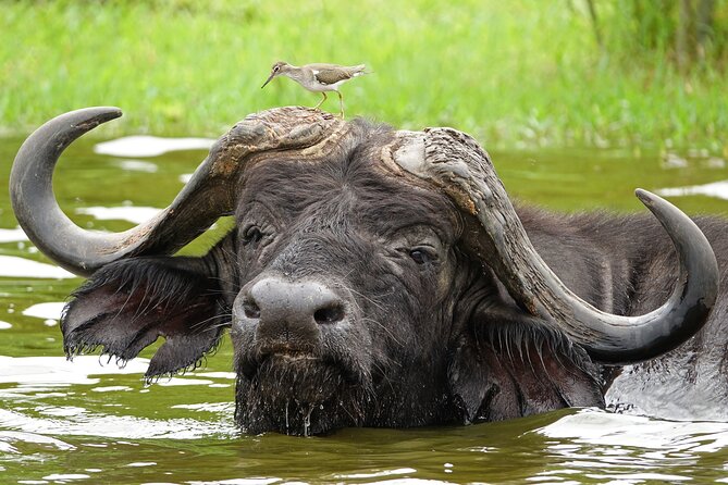 2 Day Guided Murchison Falls And Zziwa Rhino Trekking Safari - The early game drive across the savannah