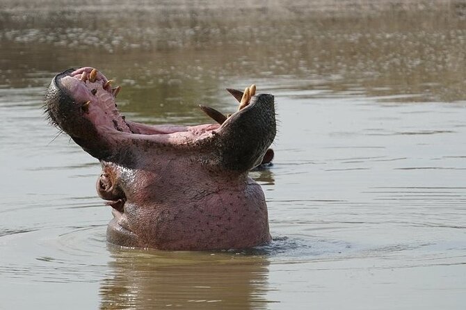 2 Day Guided Murchison Falls And Zziwa Rhino Trekking Safari - Is $1,250 per person good value?